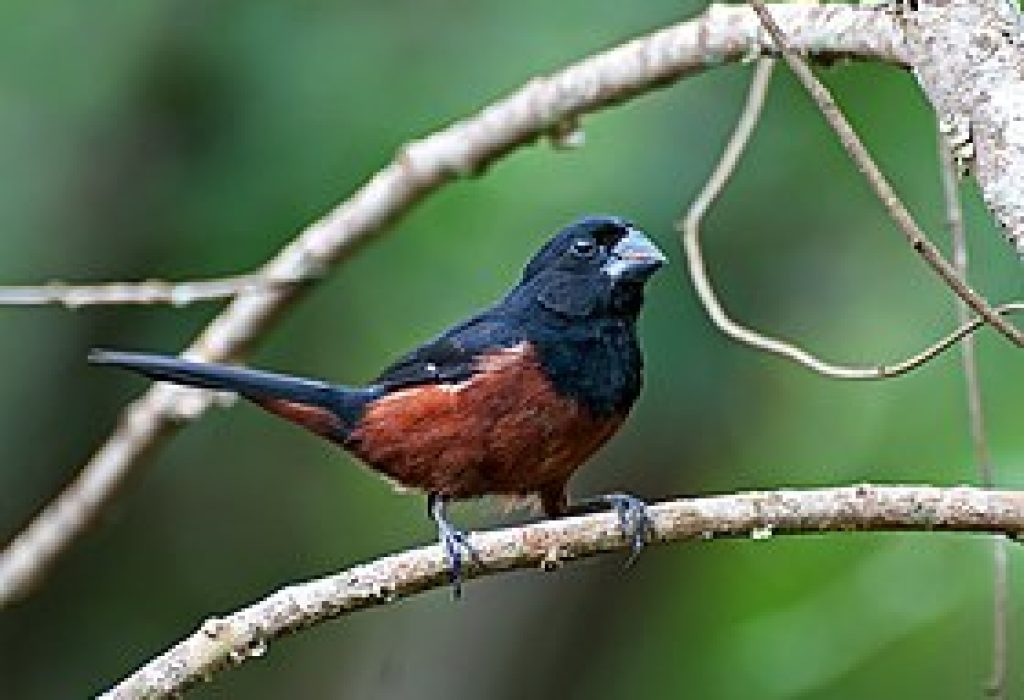 Oryzoborus_angolensis_-Piraju_Sao_Paulo_Brazil-8_1